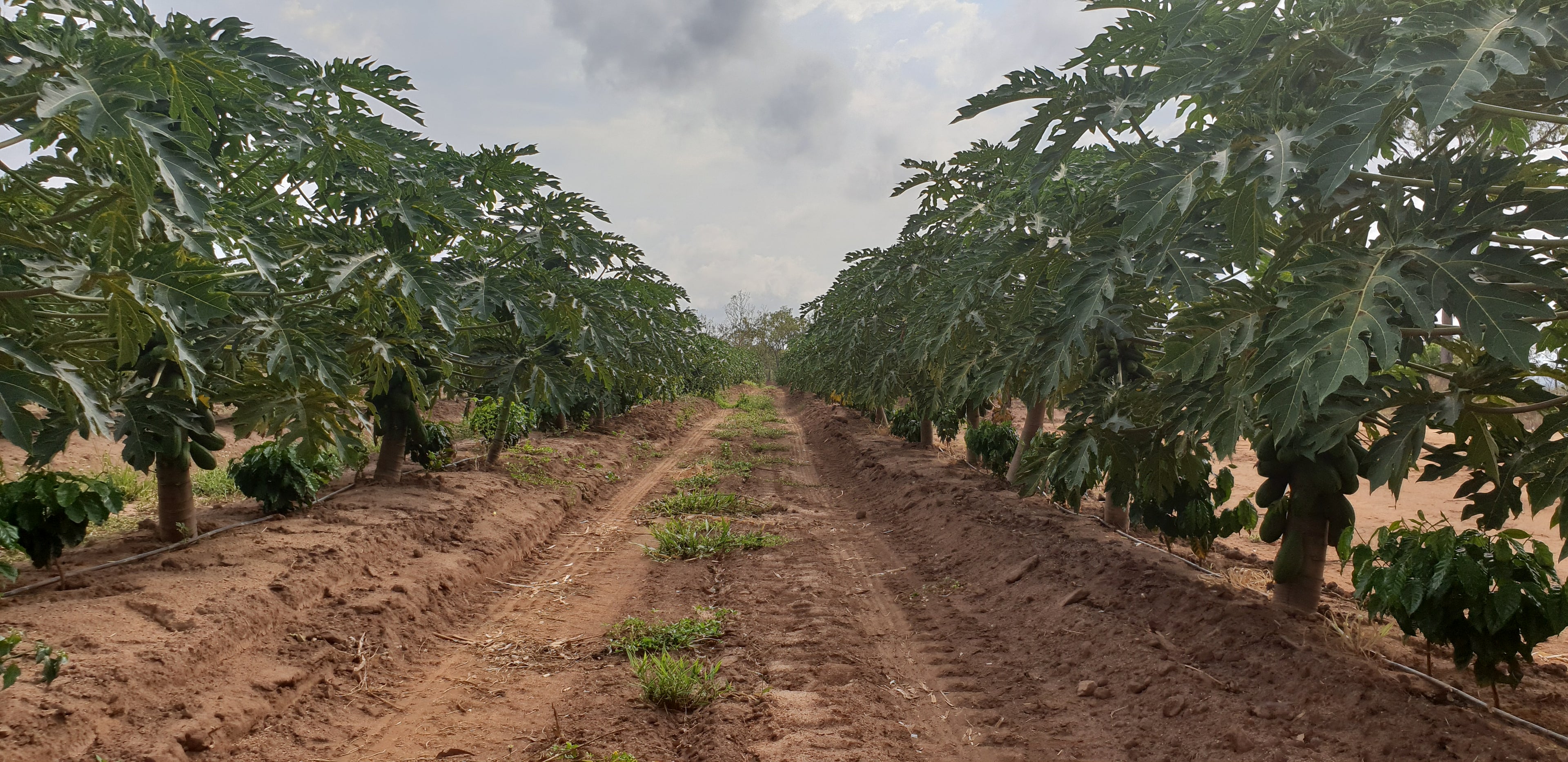 Shade Grown Coffee