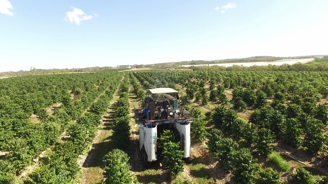 Harvesting Skybury Coffee