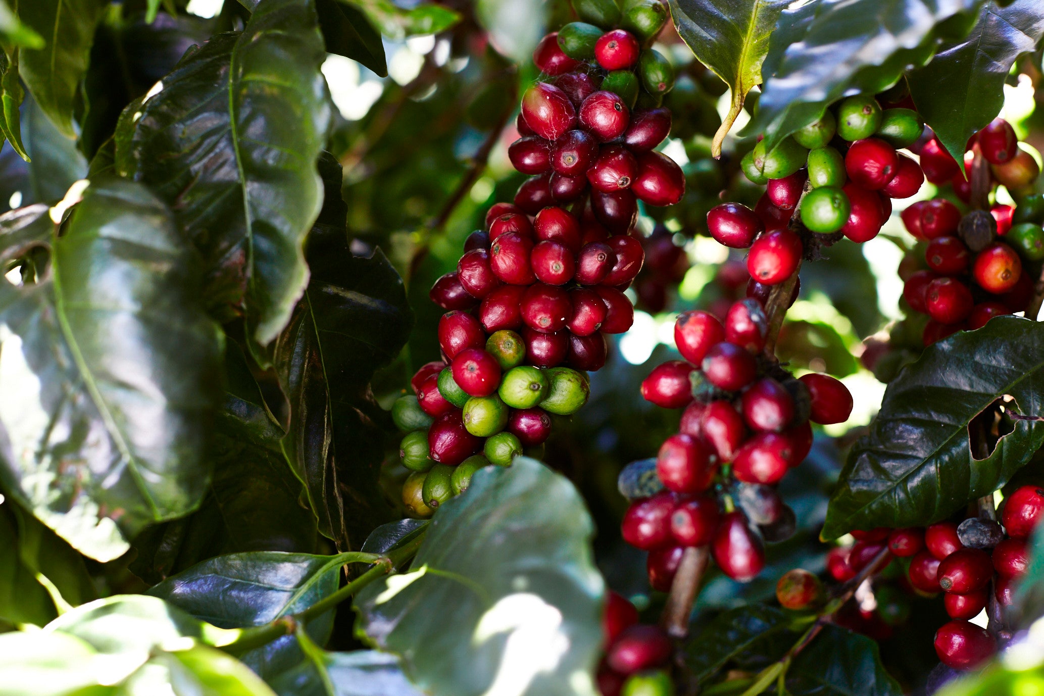 Growing Skybury Coffee